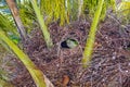 Parrot on Palm Tree, Valencia, Spain Royalty Free Stock Photo