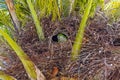 Parrot on Palm Tree, Valencia, Spain Royalty Free Stock Photo