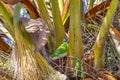 Parrot on Palm Tree, Valencia, Spain Royalty Free Stock Photo