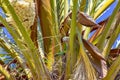 Parrot on Palm Tree, Valencia, Spain Royalty Free Stock Photo