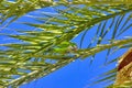 Parrot on Palm Tree, Valencia, Spain Royalty Free Stock Photo