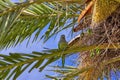 Parrot on Palm Tree, Valencia, Spain Royalty Free Stock Photo