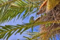 Parrot on Palm Tree, Valencia, Spain Royalty Free Stock Photo