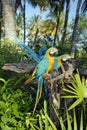 Parrot Parade Royalty Free Stock Photo