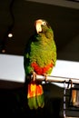 Parrot Royalty Free Stock Photo
