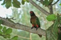 a parrot perched on a tree can fly freely at the aviary location in Rembang district, Central Java