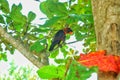 a parrot perched on a tree can fly freely in the aviary lokasi