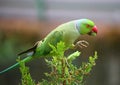 The parrot on the pine tree in front of my house