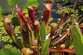 Parrot pitcher plant, Sarracenia psittacina, carnivorous plant Royalty Free Stock Photo