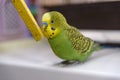 Parrot playing with stick Royalty Free Stock Photo