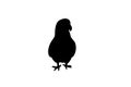 Parrot or polly bird, vector black color silhouette illustration for icon, logo, poster, banner. Abstract Domestic Bird, isolated