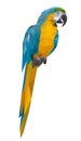 parrot polygon style Royalty Free Stock Photo