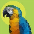 Parrot polygon Vector Royalty Free Stock Photo