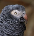 Parrot Portrait