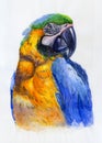 Parrot Portrait. Watercolor Illustration. Hand Drawn Animal On White