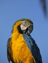 Parrot portrait Royalty Free Stock Photo