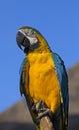Parrot portrait Royalty Free Stock Photo