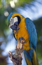 Parrot portrait Royalty Free Stock Photo