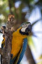 Parrot portrait Royalty Free Stock Photo