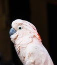 Parrot portrait on a black background