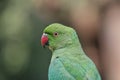 Parrot Portrait