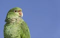 Parrot portrait with copy space. Royalty Free Stock Photo