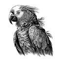 Parrot portrait hand drawn sketch Vector illustration Royalty Free Stock Photo