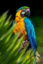 Parrot portrait in jungle