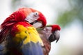 Parrot preening Royalty Free Stock Photo