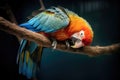 parrot preening while hanging upside-down on a branch Royalty Free Stock Photo