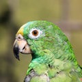 Parrot Psittaciformes portrait Caldas Colombia