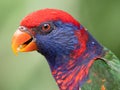 A parrot with red and blue and green feathers Royalty Free Stock Photo
