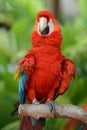 Parrot - Red Blue Macaw Royalty Free Stock Photo
