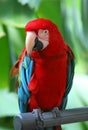 Parrot - Red Blue Macaw Royalty Free Stock Photo