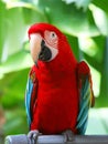 Parrot - Red Blue Macaw Royalty Free Stock Photo