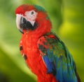 Parrot - Red Blue Macaw Royalty Free Stock Photo