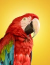 Parrot Red Blue Macaw Royalty Free Stock Photo