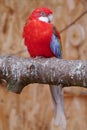 Parrot with red, blue and white feathers sit on tree with half closed eyes Royalty Free Stock Photo