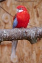 Parrot with red, blue and white feathers sit on tree with half closed eyes Royalty Free Stock Photo