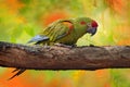 Parrot Red-fronted macaw, Ara rubrogenys, bird endemic semi-desert mountainous area of Bolivia. critically endangered bird species Royalty Free Stock Photo