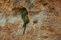 Parrot Red-fronted macaw, Ara rubrogenys, bird endemic semi-desert mountainous area of Bolivia. critically endangered bird species Royalty Free Stock Photo