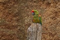 Parrot Red-fronted macaw, Ara rubrogenys, bird endemic semi-desert mountainous area of Bolivia. critically endangered bird species Royalty Free Stock Photo