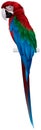 Parrot, Red-and-green Macaw