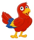Parrot Red Macaw Bird Cartoon Wildlife Mascot Royalty Free Stock Photo