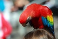 Parrot - Red Macaw Royalty Free Stock Photo