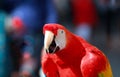 Parrot - Red Macaw Royalty Free Stock Photo