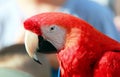 Parrot - Red Macaw Royalty Free Stock Photo