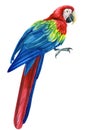 Parrot red macaw, isolated white background, Hand painted watercolor illustration Royalty Free Stock Photo