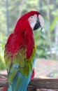 Parrot red macaw Royalty Free Stock Photo