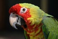 a parrot with a red and yellow head and a green body and a white chest and a black back ground and a black back ground and a